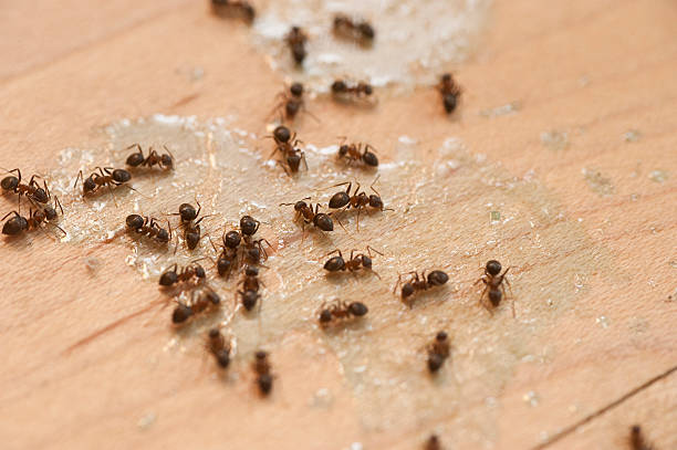 Hastings On Hudson, NY Pest Control Company